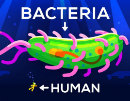 Jak duże są bakterie?