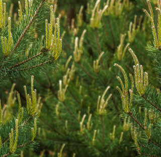 A Springtime Pine
