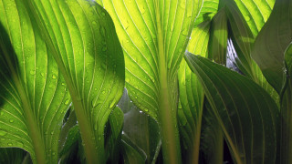 Wizje roślin – babka lancetowata, zwyczajna i płesznik
