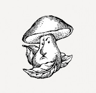 Fungi Nicoli