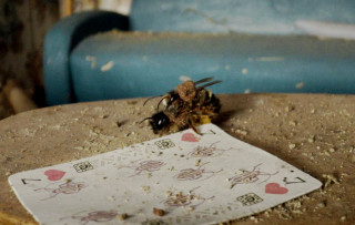O martwym zającu i dzikich pszczołach