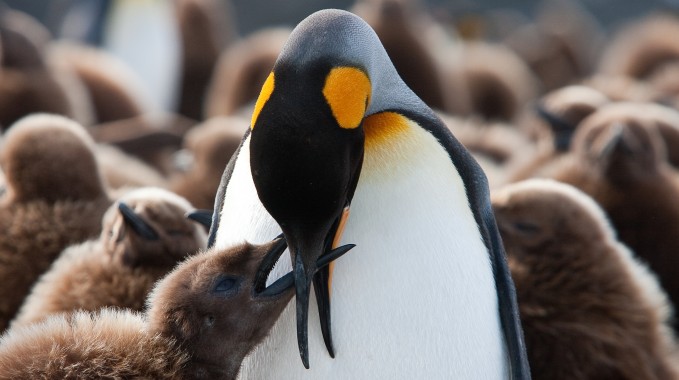 Te piękne pingwiny