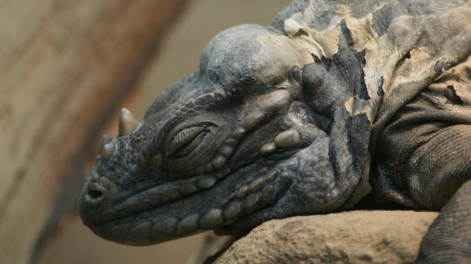 To Sleep Like a Dragon