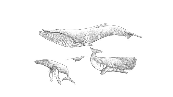 Wielorakie wieloryby