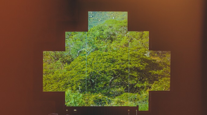 Wizje roślin – ayahuasca