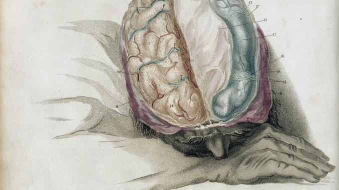 As Stubborn as a Brain