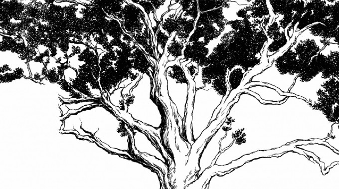 The Oak Chronicles ♫