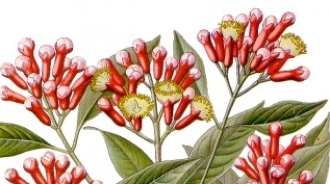 Wizje roślin – goździki