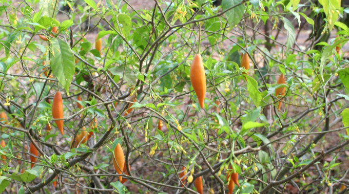 Wizje roślin – ibogaina