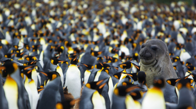 Antarctica, My Love