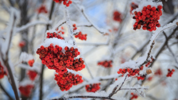On Rowanberries and Parsnip