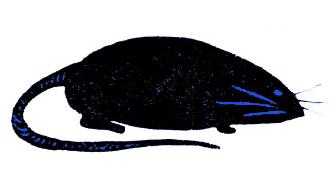 Horoskop chiński – Szczur
