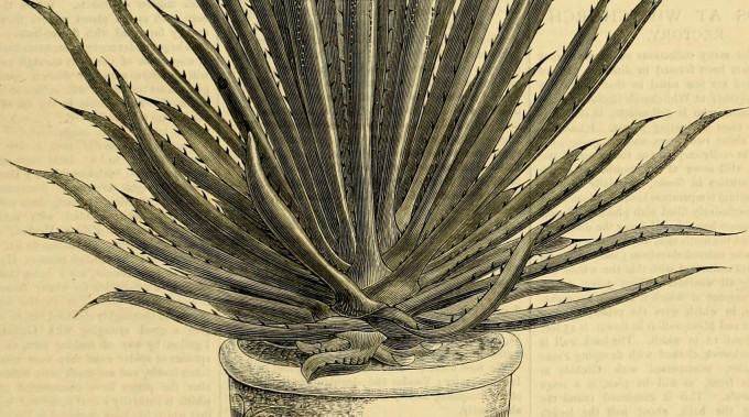 Wizje roślin – aloes
