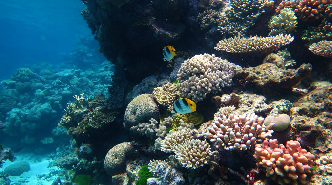 Koral koloru wybielonego