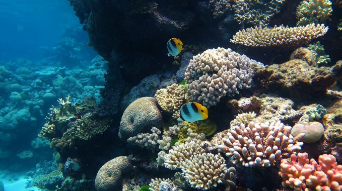 Koral koloru wybielonego ♫ 