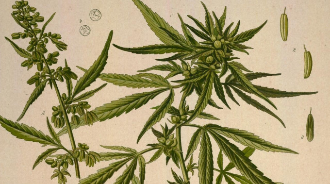 Wizje roślin – marihuana