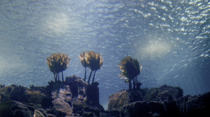Water Dreams of Itself