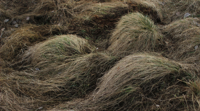 Brushing Grass
