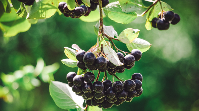 Wizje roślin – aronia