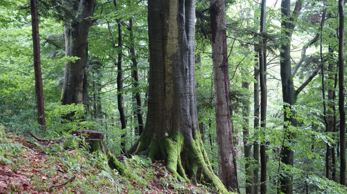 Uratować Bieszczady
