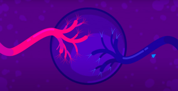 How Large Can a Bacteria Get?