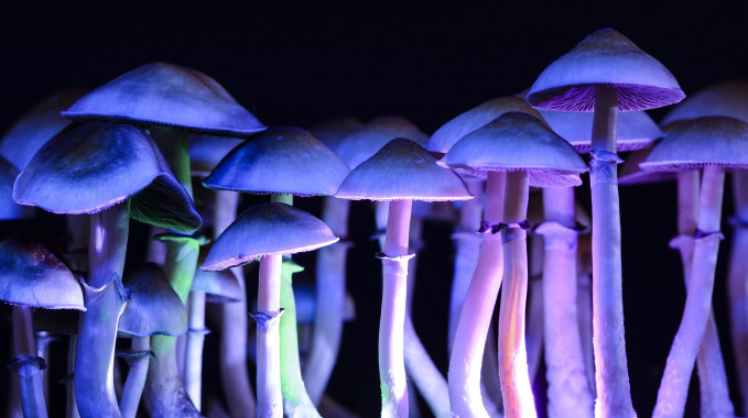 What Will 'Psychedelic Therapy' Look Like When It's Legalized?