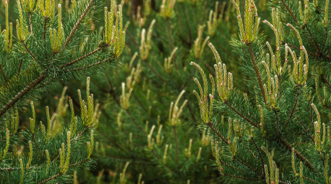 A Springtime Pine