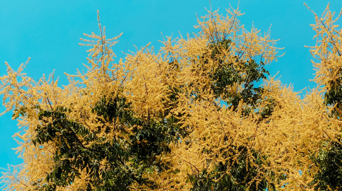 The World Is a Larch