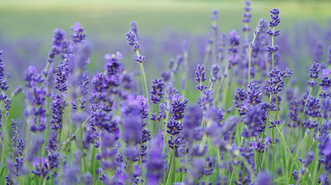 The Scent of Elves
