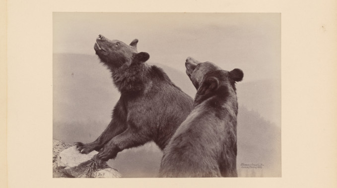 Jak niedźwiedzie nie wyszły na ludzi