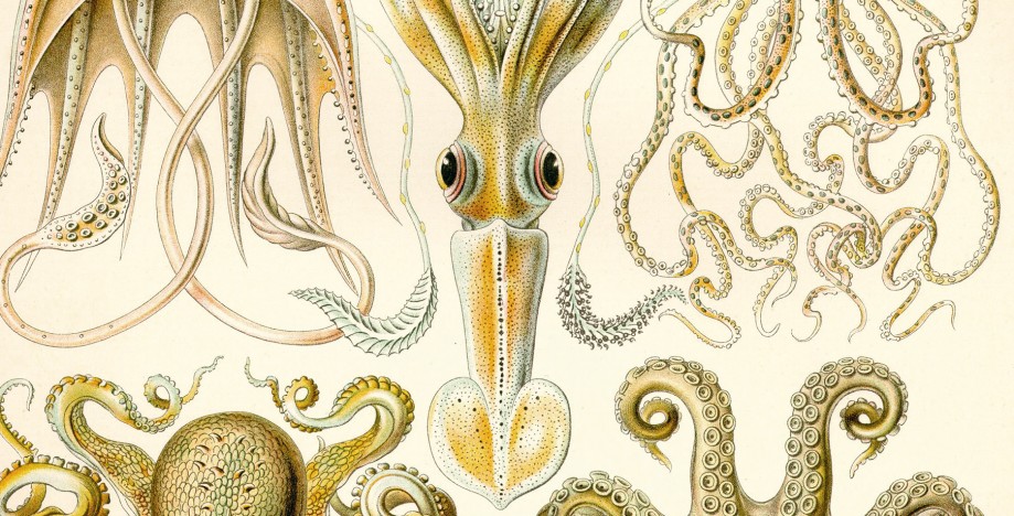 Brainy Cephalopods